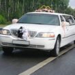 Top 8 Wedding Bus Ideas