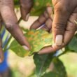 How-Climate-Change-Is-Impacting-Coffee-Farms-at-Sipi-Falls