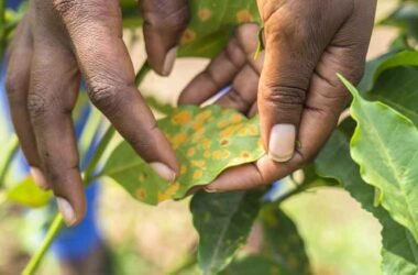 How-Climate-Change-Is-Impacting-Coffee-Farms-at-Sipi-Falls