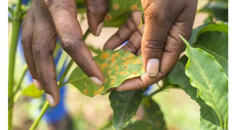 How-Climate-Change-Is-Impacting-Coffee-Farms-at-Sipi-Falls