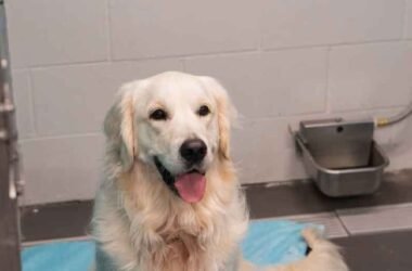 Overnight-Pet-Care-in-Arizona-Made-Simple-with-Trusted-Boarding-Solutions