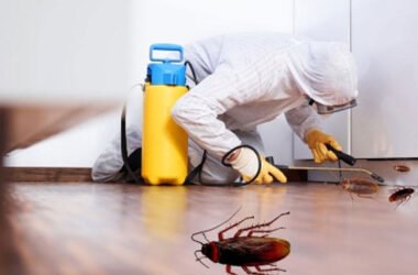 Proven Ways Pest Pros Block Ants And Roaches In Houston
