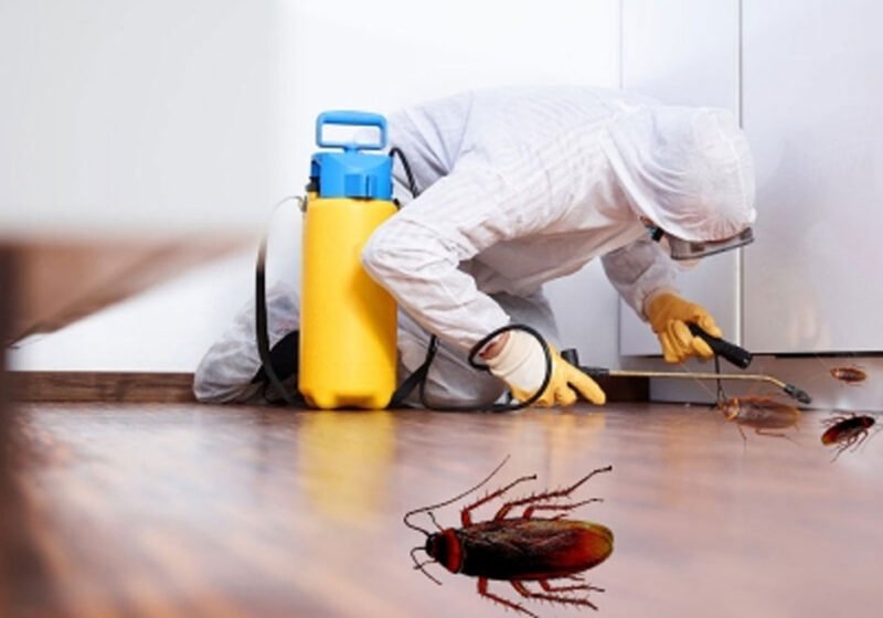 Proven Ways Pest Pros Block Ants And Roaches In Houston