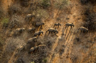 9 Best Local Safari Companies in Tanzania (Dec, 2025)