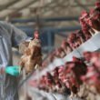 Mistakes New Poultry Owners Should Avoid at All Costs