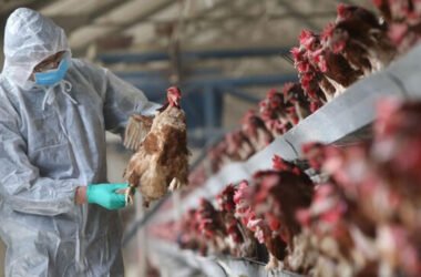 Mistakes New Poultry Owners Should Avoid at All Costs