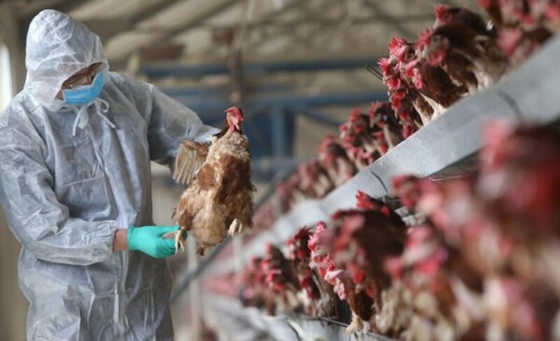 Mistakes New Poultry Owners Should Avoid at All Costs