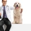 Tips for Safeguarding Your Future With Disability Insurance for Veterinarians