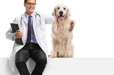 Tips for Safeguarding Your Future With Disability Insurance for Veterinarians