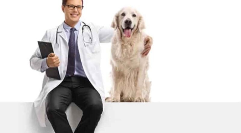 Tips for Safeguarding Your Future With Disability Insurance for Veterinarians